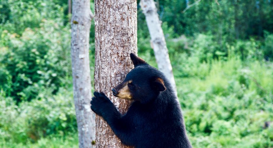 28 38 Canada 21 28 38 Canada 21